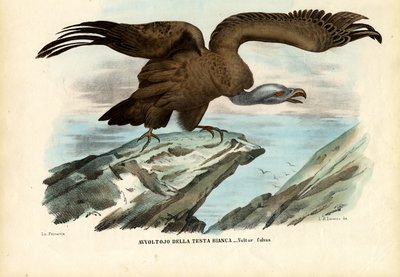 Griffon Vulture, 1863-79 by Raimundo Petraroja